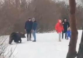 В Татарстане на прогулочную лесную тропу вышел медведь - НТР 24