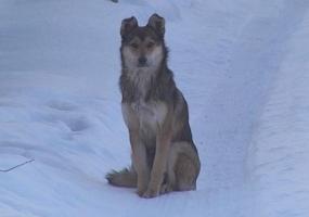 Воры украли из собачьей будки более 1 млн рублей - НТР 24