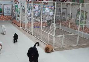 Нижнекамцы недовольны условиями содержания животных на выставке собак