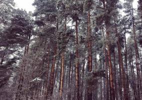 Мертвая женщина просидела под деревом два месяца - НТР 24