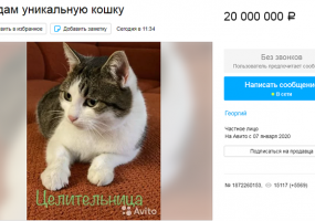 На Авито за 20 миллионов продают кошку-целительницу - НТР 24