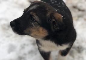 Законопроект о чипировании домашних животных одобрило правительство РФ