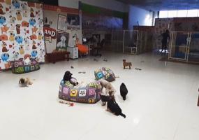 В Нижнекамске из-за возмущения горожан закрыли выставку собак