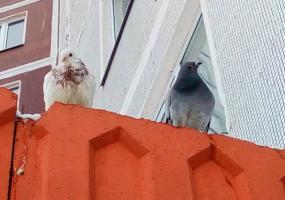 В Нижнекамске ищут хозяев породистых голубей - НТР 24