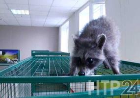 В Татарстане контактные зоопарки вне закона - НТР 24