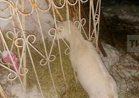 Татарстанские спасатели вызволили козу из железного капкана - НТР 24