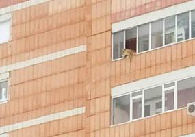 На балконе казанской многоэтажки гуляет львица - НТР 24