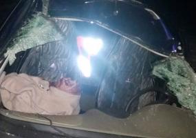 В Татарстане девушка-водитель столкнулась с лосем - НТР 24