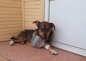 Подстреленный в Нижнекамске пес ищет хозяев - НТР 24