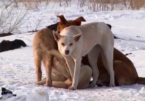 Соцсети: в Нижнекамске собаки напали на ребенка