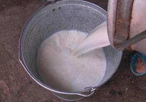 Первый среди районов РТ: Кукморский район впервые в истории республики произвёл 300 тонн молока в сутки.