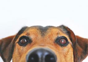 Россиянина наградят за спасение собаки - НТР 24