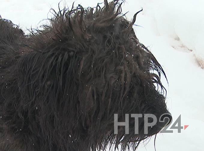 Нижнекамские зоозащитники обеспокоены судьбой пса Лаврентия