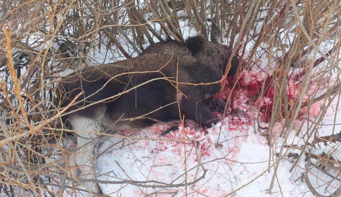 В Татарстане задержали браконьера, который убил самку лося