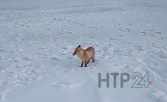В Татарстане лиса вышла знакомиться с рыбаками