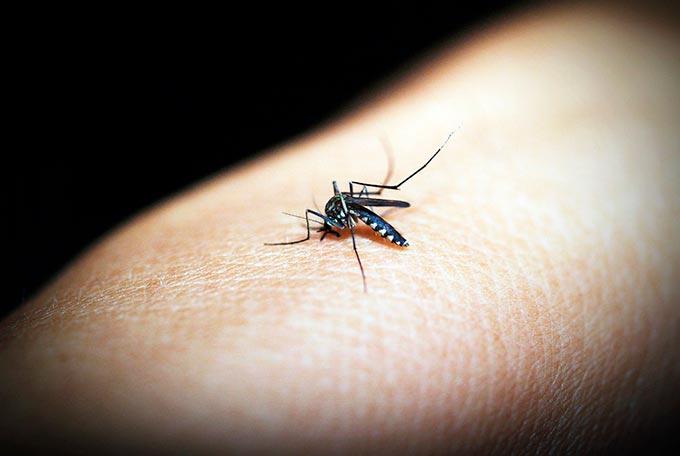 В «Бегишево» ищут насекомых, которые могут быть переносчиками инфекции