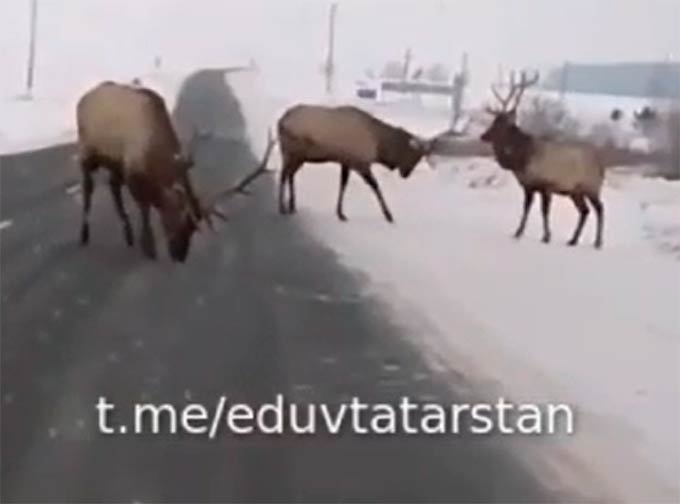 Семейство оленей перекрыло трассу в Татарстане
