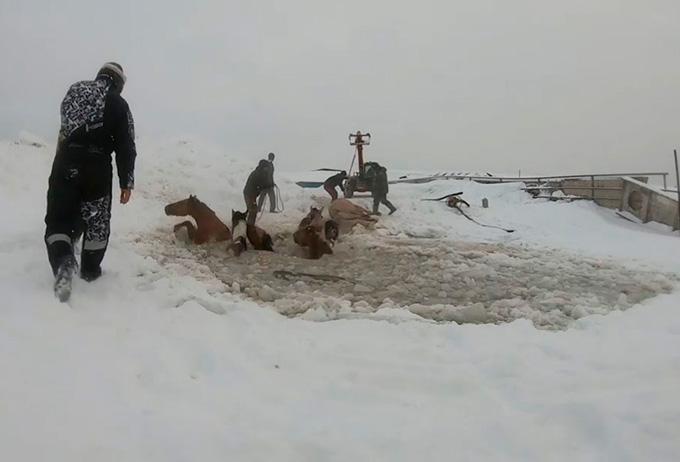 Табун лошадей провалился под лёд, их спасение попало на видео