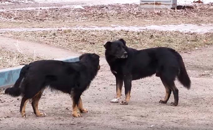 В Нижнекамске будут отлавливать бездомных собак