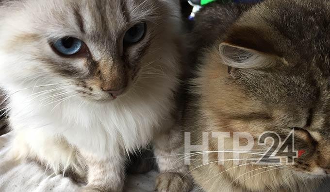 В Нижнекамске проходит благотворительная акция в помощь бездомным животным