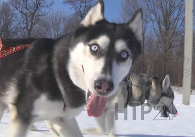 В Нижнекамске пройдет авторская гонка на собачьих упряжках