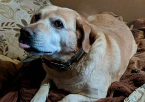 Татарстанец привязал к воротам приюта собаку, помахал ей рукой и сбежал - НТР 24