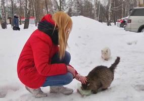 Стало известно, какое количество бездомных кошек и собак может жить в Нижнекамске - НТР 24