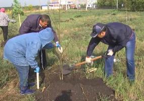 Этой весной во всех районах и городах Татарстана посадят саженцы рябины, липы и сосны