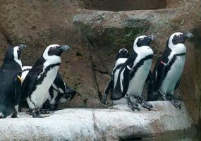 Люди и пингвины говорят на схожих языках - НТР 24