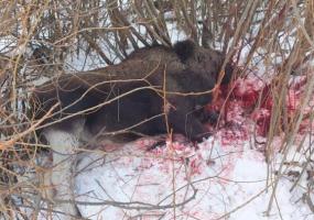 В Татарстане задержали браконьера, который убил самку лося - НТР 24