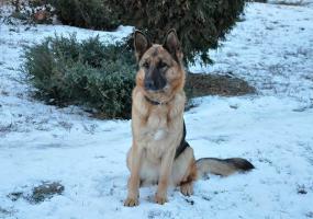 Россиянин съел украденную в ветеринарной клинике собаку - НТР 24