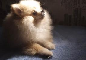 Любительницу шпицев из Нижнекамска обманули мошенники - НТР 24