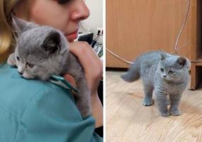 Семья бросила своего котёнка в аэропорту - НТР 24