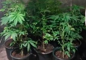 Татарстанец хранил дома крупную партию наркотиков и пороха - НТР 24