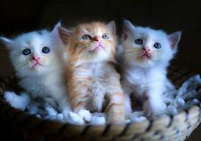 Мужчина спас котят, которые примерзли к дороге - НТР 24