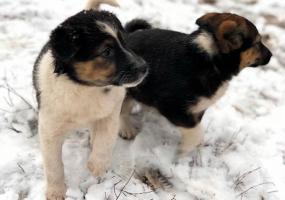 В Татарстане открылась первая в республике гостиница для животных - НТР 24