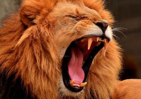 «Бывших» можно будет скормить хищникам в День Святого Валентина - НТР 24