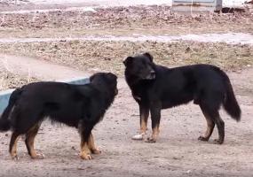 В Нижнекамске будут отлавливать бездомных собак