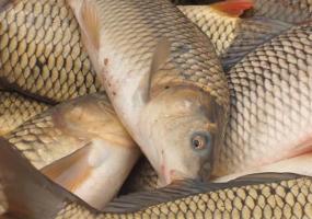 Двух рыбаков-браконьеров задержали в Татарстане - НТР 24