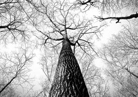 На голову 54-летнему татарстанцу упало спиленное дерево: мужчина погиб - НТР 24