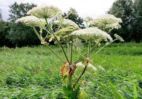 Для россиян готовят штрафы до 30 тыс рублей за борщевик на дачах - НТР 24