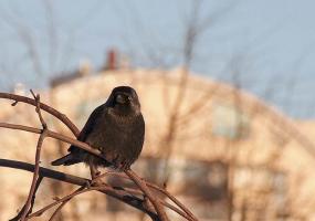 Из-за слишком тёплой погоды в Татарстан вернулись перелётные птицы - НТР 24