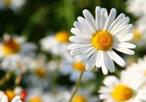 В этом году россиян ждёт умеренно тёплое лето - НТР 24