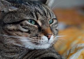 Запертую в подвале на пр.Мира в Нижнекамске кошку спасли - НТР 24