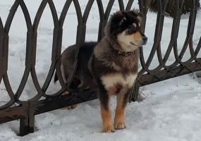 В Татарстане спасатели помогли застрявшей в заборе собаке - НТР 24