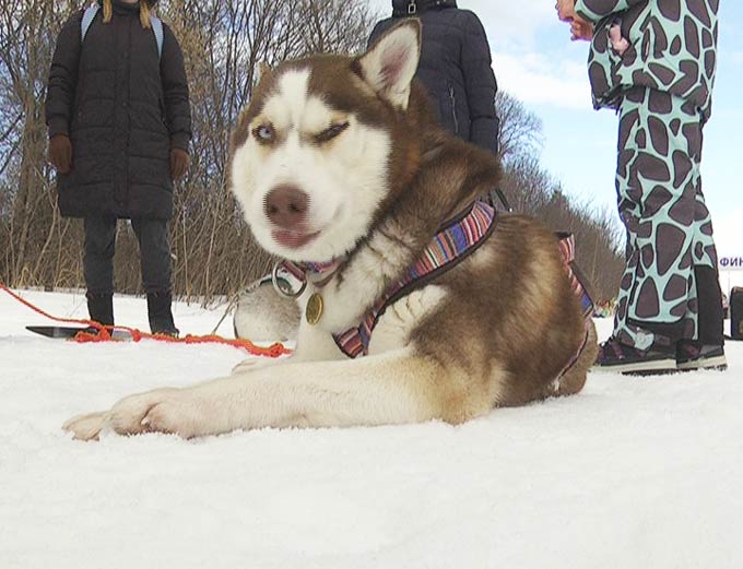 В Нижнекамске прошла первая авторская гонка среди собак северных пород