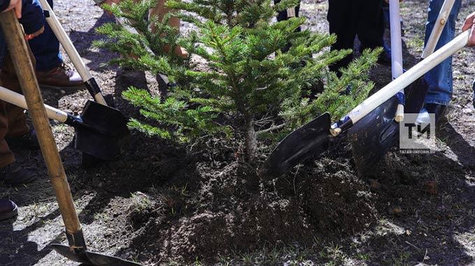 В Татарстане посадят деревья в память о погибших в годы Великой Отечественной войны