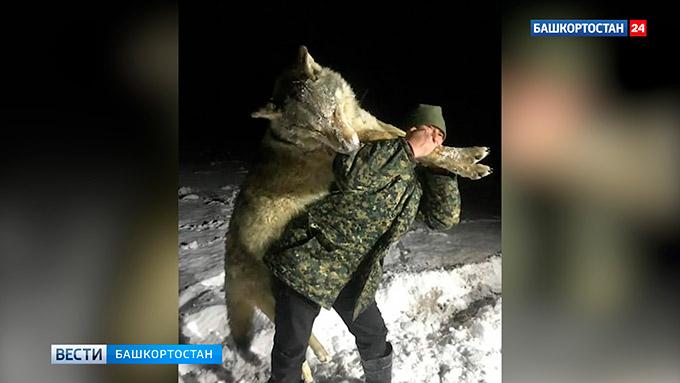 Житель деревни убил волка размером с человека