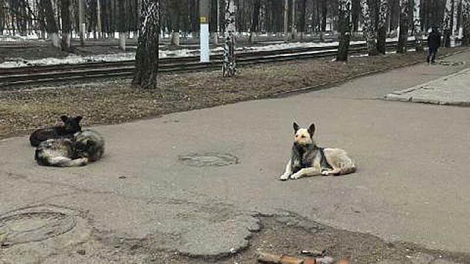 На рынке в Нижнекамске разгуливает свора собак