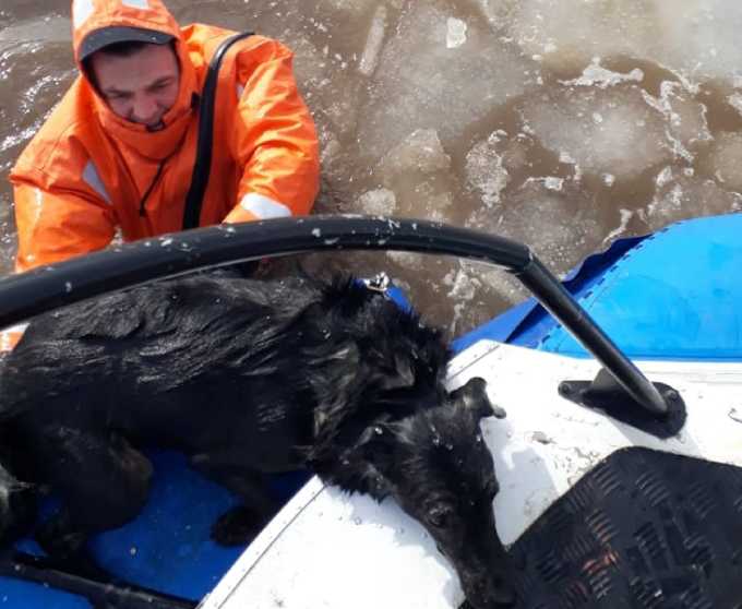 В Татарстане спасатели выехали на помощь к тонущему человеку, а спасли собаку